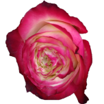 Apple Jack Roses d'Equateur Ethiflora